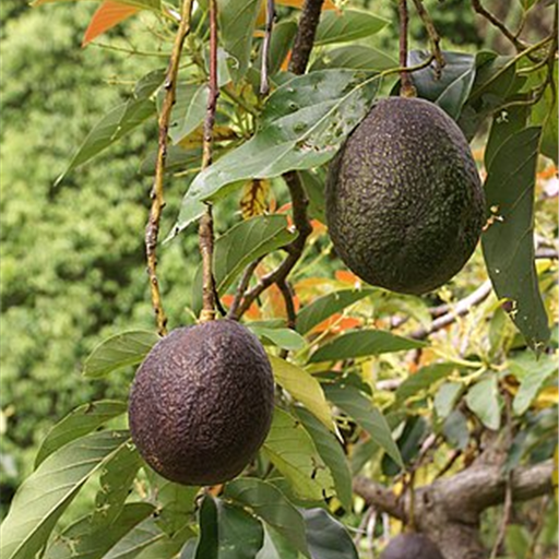 Avocado Imported
