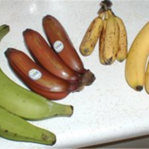 Banana Robusta
