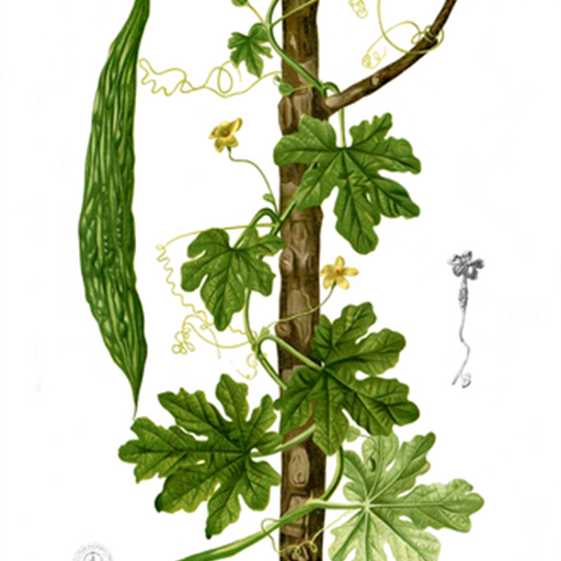 Bitter Gourd (Karela)