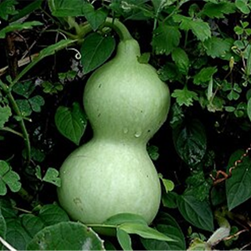 Bottle Gourd (Lauki)