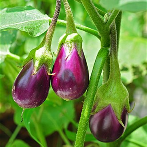 Brinjal Bharta