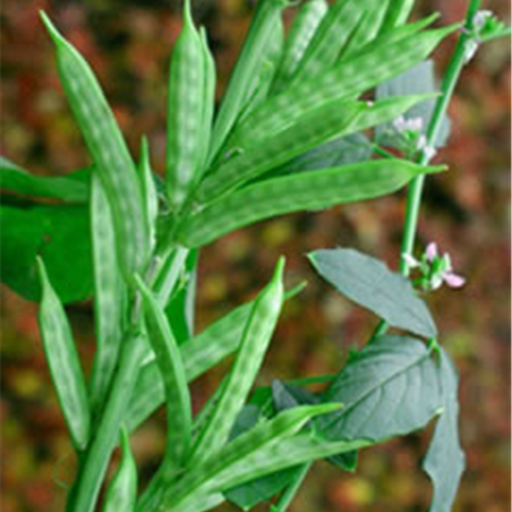Cluster Beans (Gavar)
