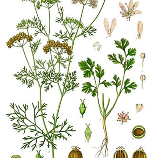 Coriander Leaves