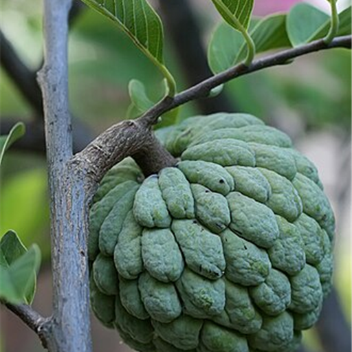 Custard Apple (Sitaphal)