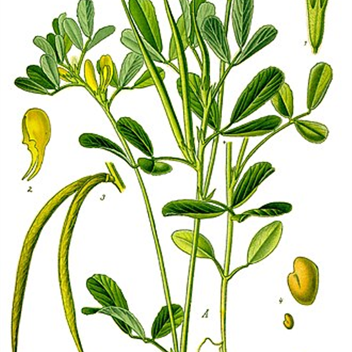 Fenugreek (Methi)