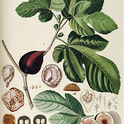 Fresh Figs (Anjeer)