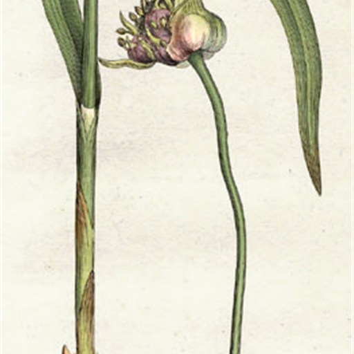 Garlic