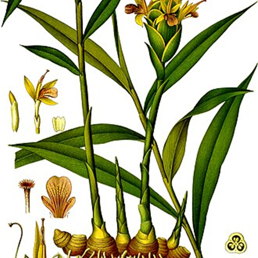 Ginger