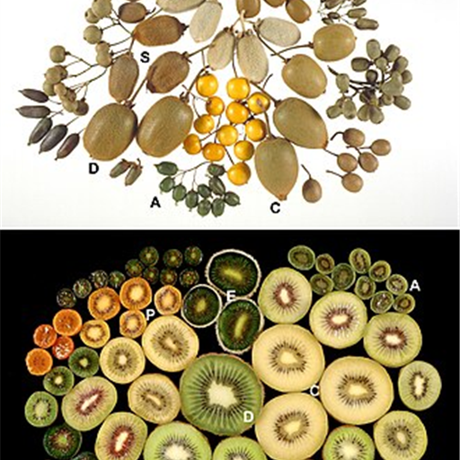 Kiwi (Pack of 3)