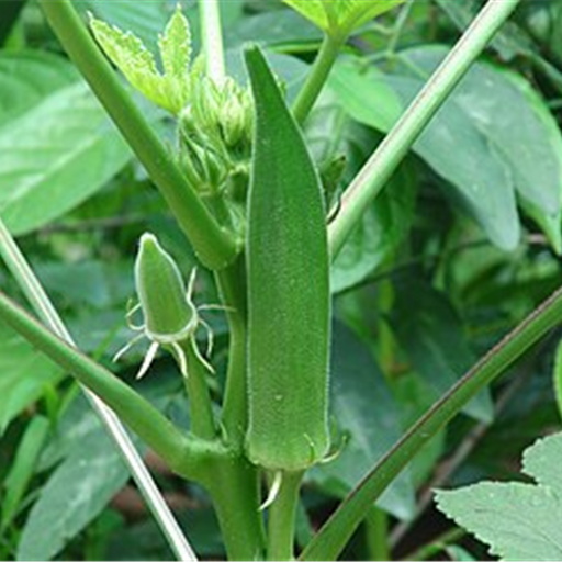 Lady Finger (Bhindi)