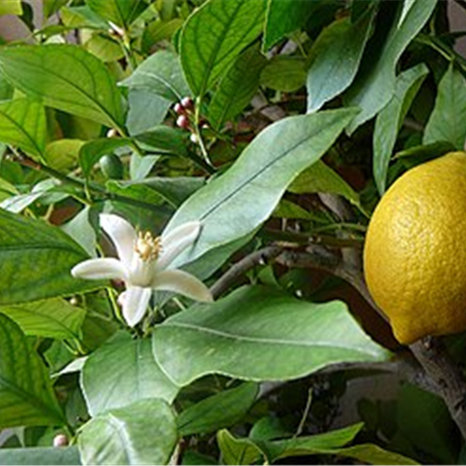 Lemon