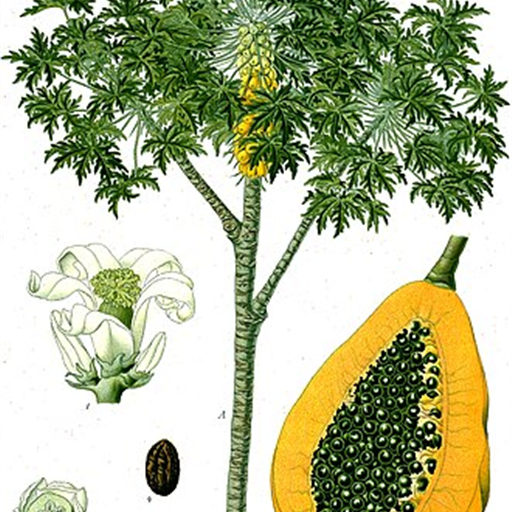 Papaya Disco