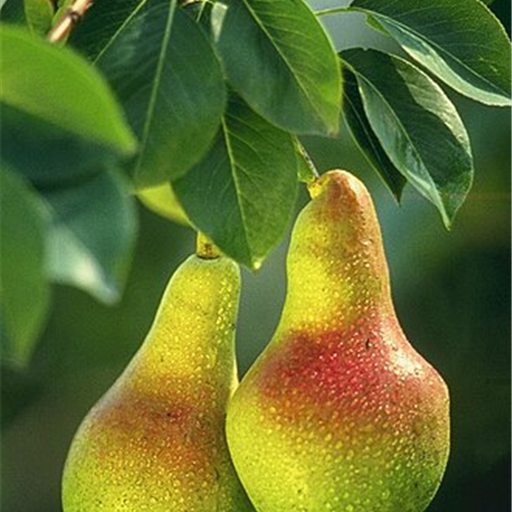 Pear Babugosha