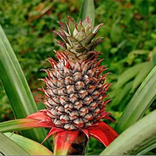 Pineapple Queen