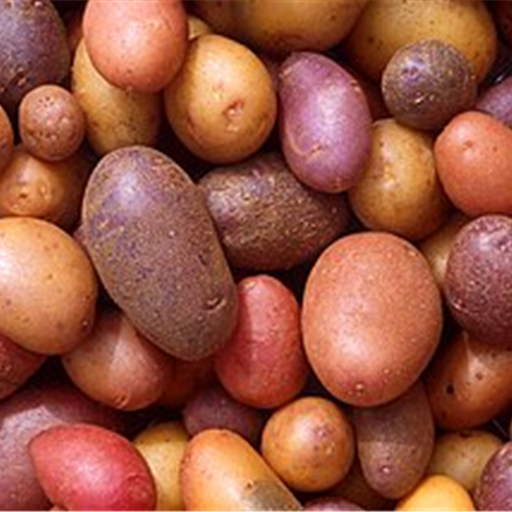 Potato