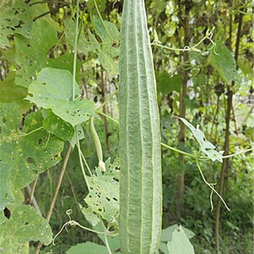 Ridge Gourd (Turai)