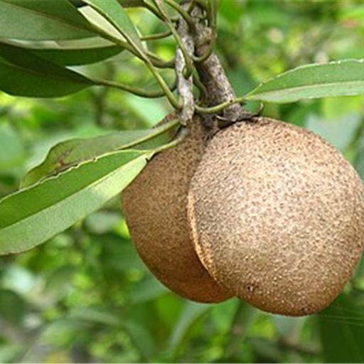 Sapota (Chikoo)