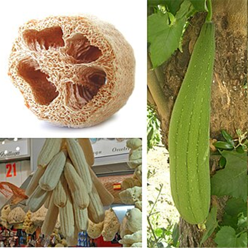 Sponge Gourd (Gilki)