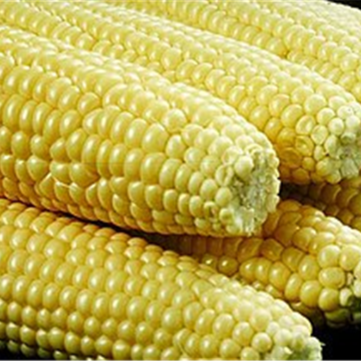 Sweet Corn (Pack of 2)