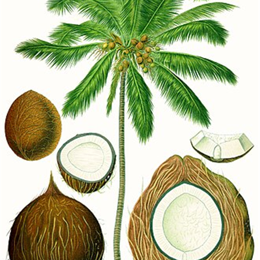 Tender Coconut