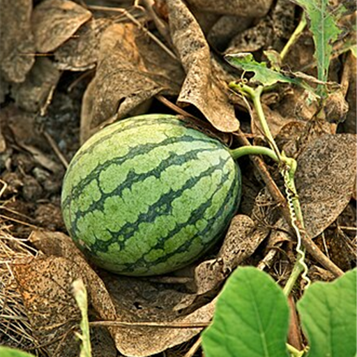 Watermelon Kiran